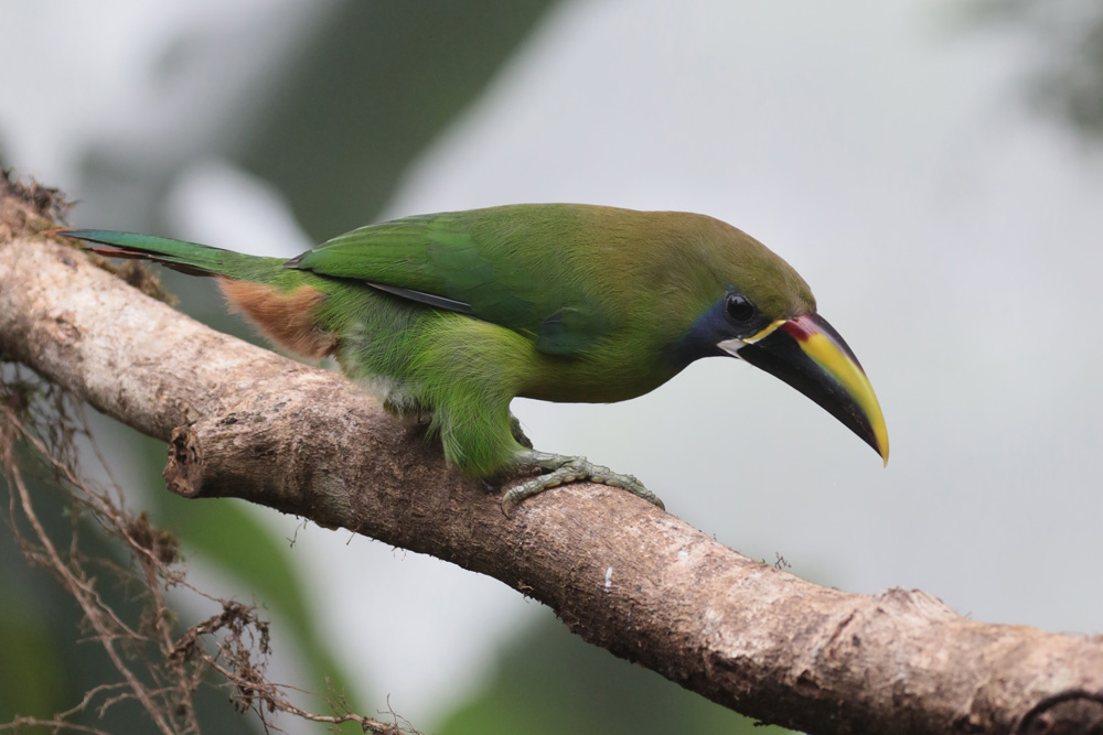 Emerald Toucanet